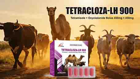Tetramisole + Oxyclozanide Bolus 450mg + 450mg