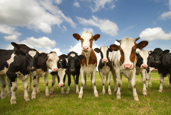 The Use of Veterinary Drugs in Animal Husbandry
