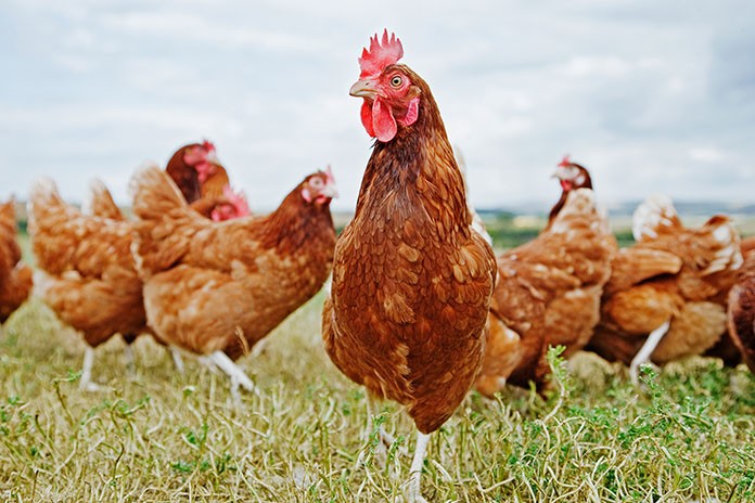 The Application of Veterinary Medicine in Poultry